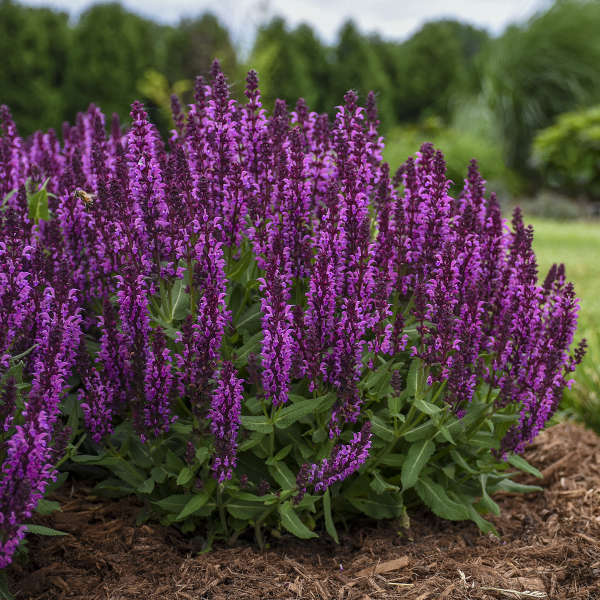 Salvia Bumbleberry #1
