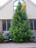 Sciadopitys vert Winter Green #3