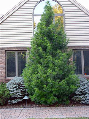 Sciadopitys vert Winter Green #6