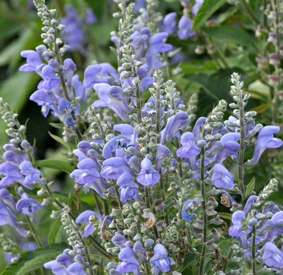 Scutellaria incana #1