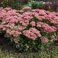 Sedum Autumn Joy 1 qt