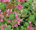 Sedum John Creech #1