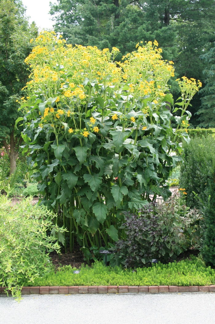 Silphium perfoliatum #1