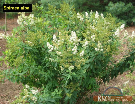 Spiraea Alba #3