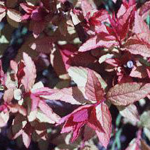 Spiraea Gold Flame #3