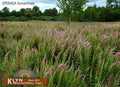 Spiraea tomentosa #3