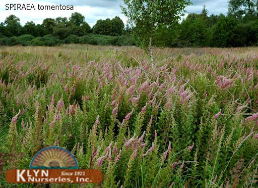 Spiraea tomentosa #3