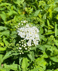 Spiraea Yeti #2