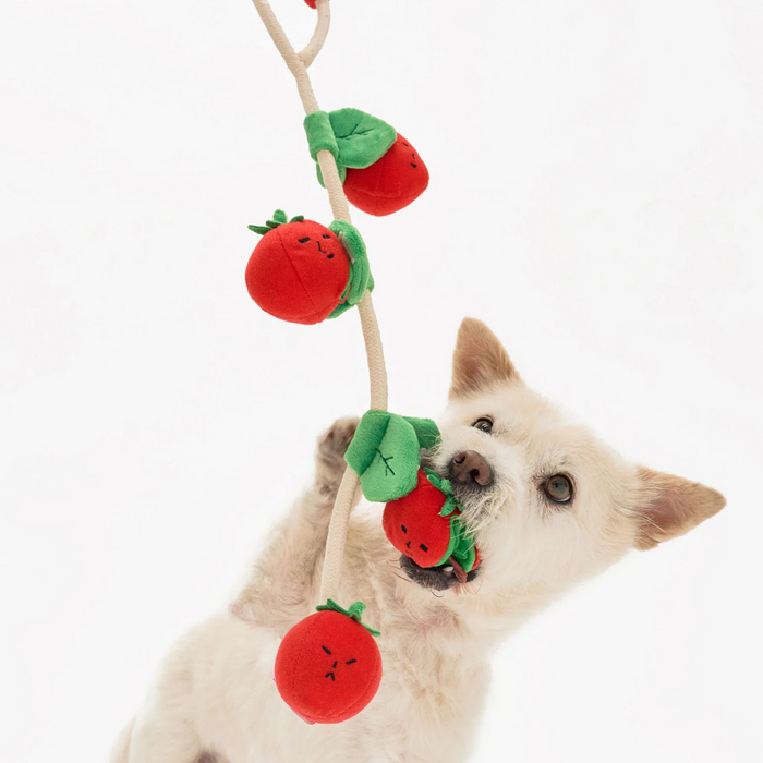 Squeaky Interactive Nosework Rope Pull Dog Toy, Cherry Tomato