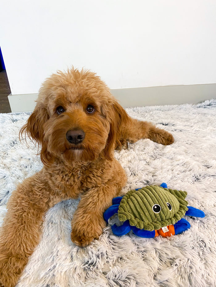 Squeaky Plush Dog Toy: Animated Crab