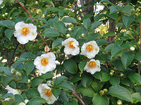 Stewartia pseudocamellia #6