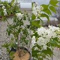 Syringa h Mount Baker #5