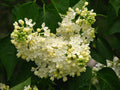 Syringa v Primrose #3