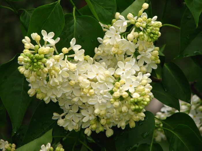 Syringa v Primrose #3