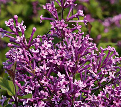 Syringa x Bloomerang std #7