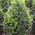 Taxus c capitata 3'