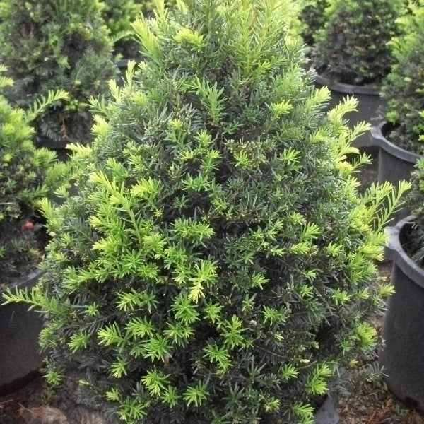Taxus c capitata 3'