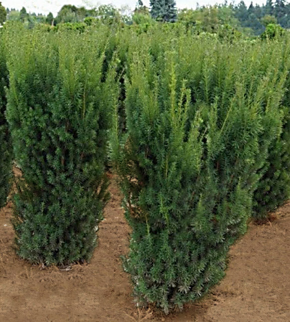 Taxus m Hicksii 6'