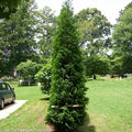 Thuja occ American Pillar 7'