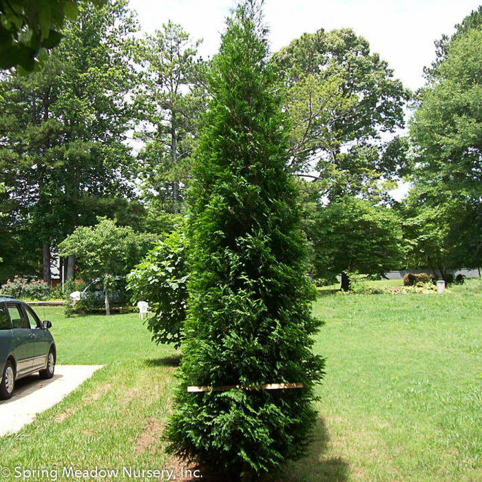 Thuja occ American Pillar 7'