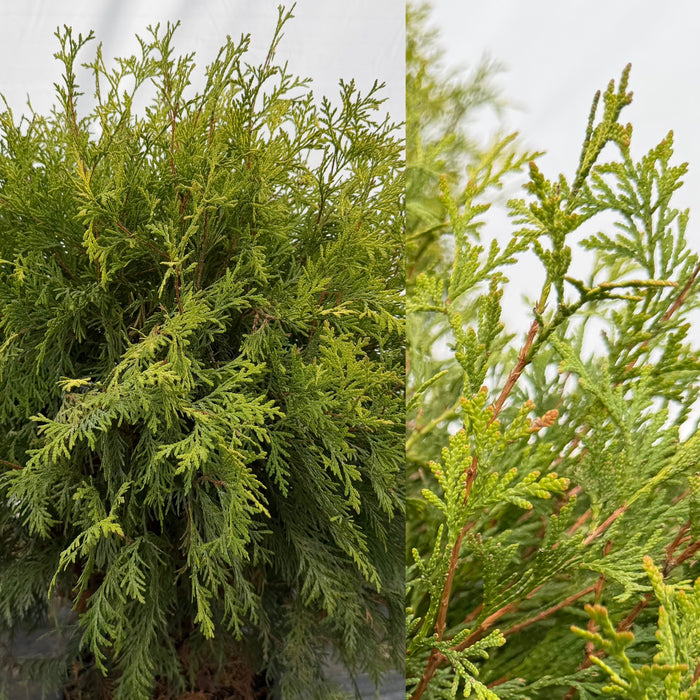 Thuja occ Golden Globe #3