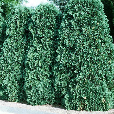 Thuja occ Pyramidalis 6'
