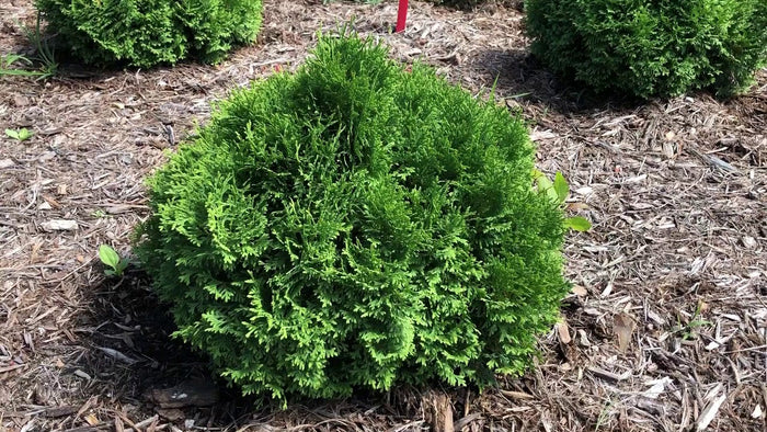 Thuja occ Tater Tot #2