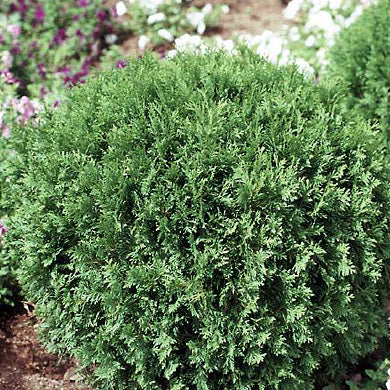 Thuja occ Woodwardii #1