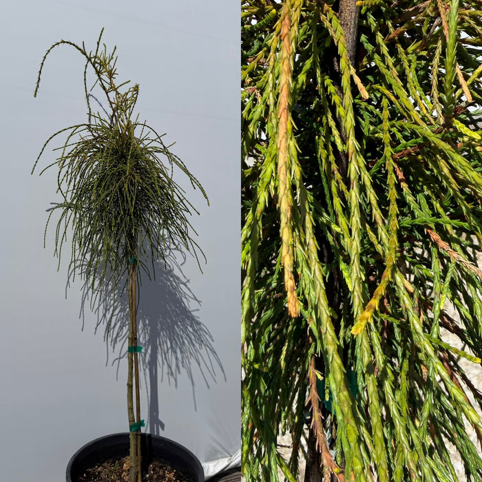 Thuja orientalis Franky Boy std #6