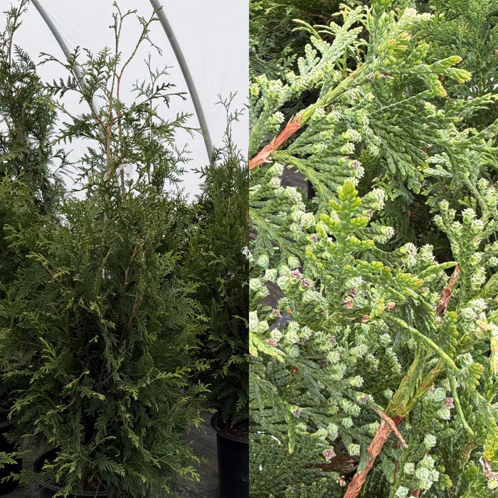 Thuja pli Green Giant 4'