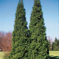 Thuja pli Spring Grove 4'