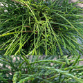 Thuja pli Whipcord #6