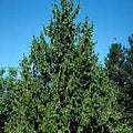 Thuja plicata (loose) 7'