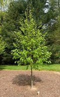 Tilia c Corinthian 1.75"