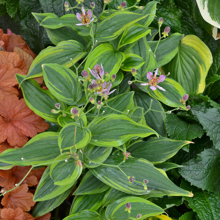 Tricyrtis Autumn Glow #1