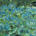 Viburnum d Blue Muffin #7