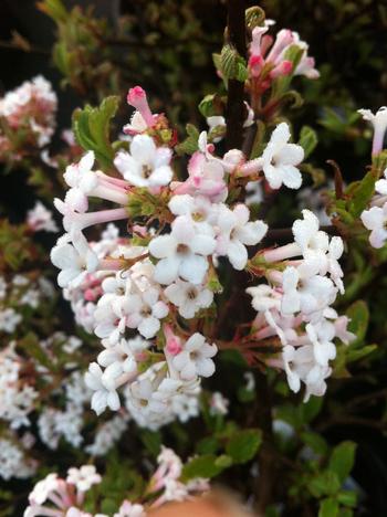 Viburnum farreri Nanum #5