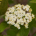 Viburnum l Mohican #7