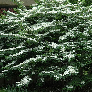 Viburnum pli Shasta #7