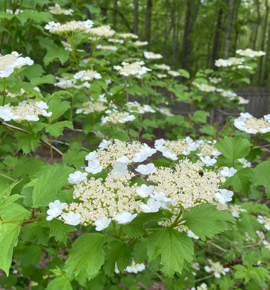 Viburnum tri Wentworth #5