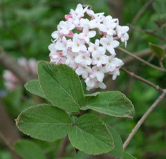 Viburnum x Cayuga 3'(C)