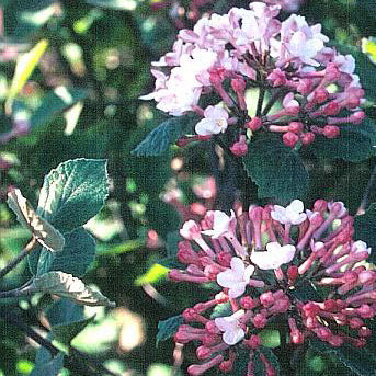 Viburnum x juddii #5