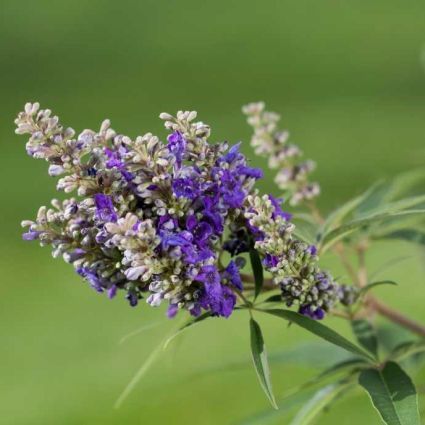 Vitex a-c Blue Puffball #3