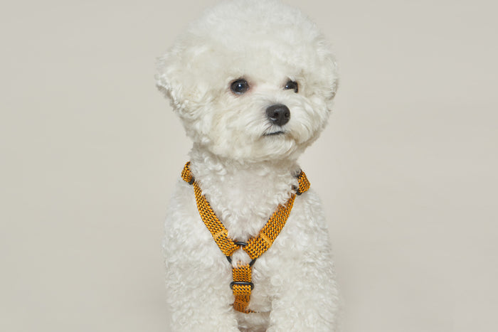 HowlPot We are Tight Harness Yellow Jacket dog
