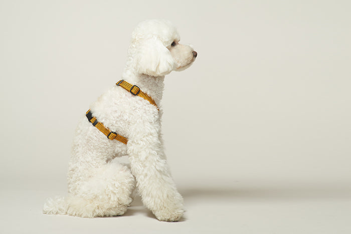 HowlPot We are Tight Harness Yellow Jacket dog