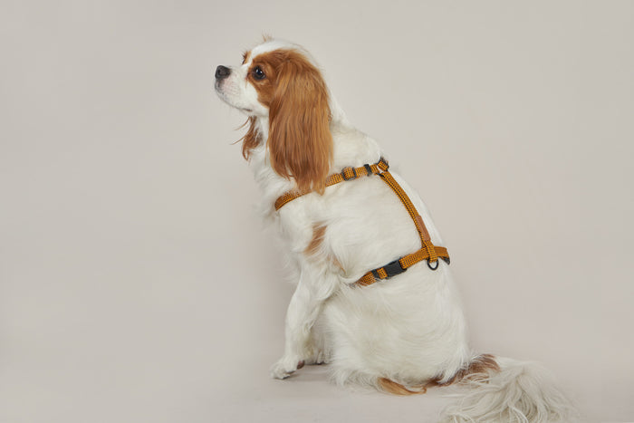 HowlPot We are Tight Harness Yellow Jacket dog
