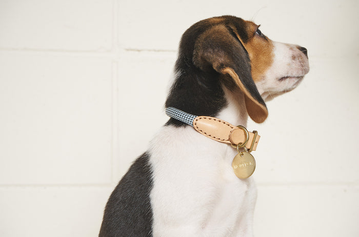 HowlPot We are Tight Rope Dog Collar Alaskan Blue
