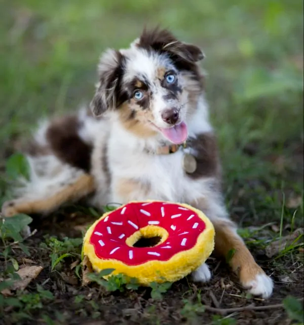 Zippy Squeaky Dog Toy, Donutz 4-piece Gift Box
